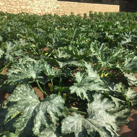 Cortijo La Almazara ホテル ロンダ