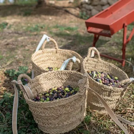 ホテル Cortijo La Organic ロンダ