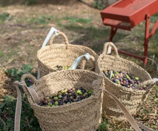 ホテル Cortijo La Almazara ロンダ