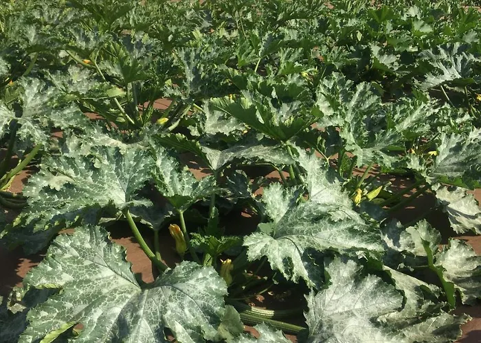 Cortijo La Almazara ホテル ロンダ